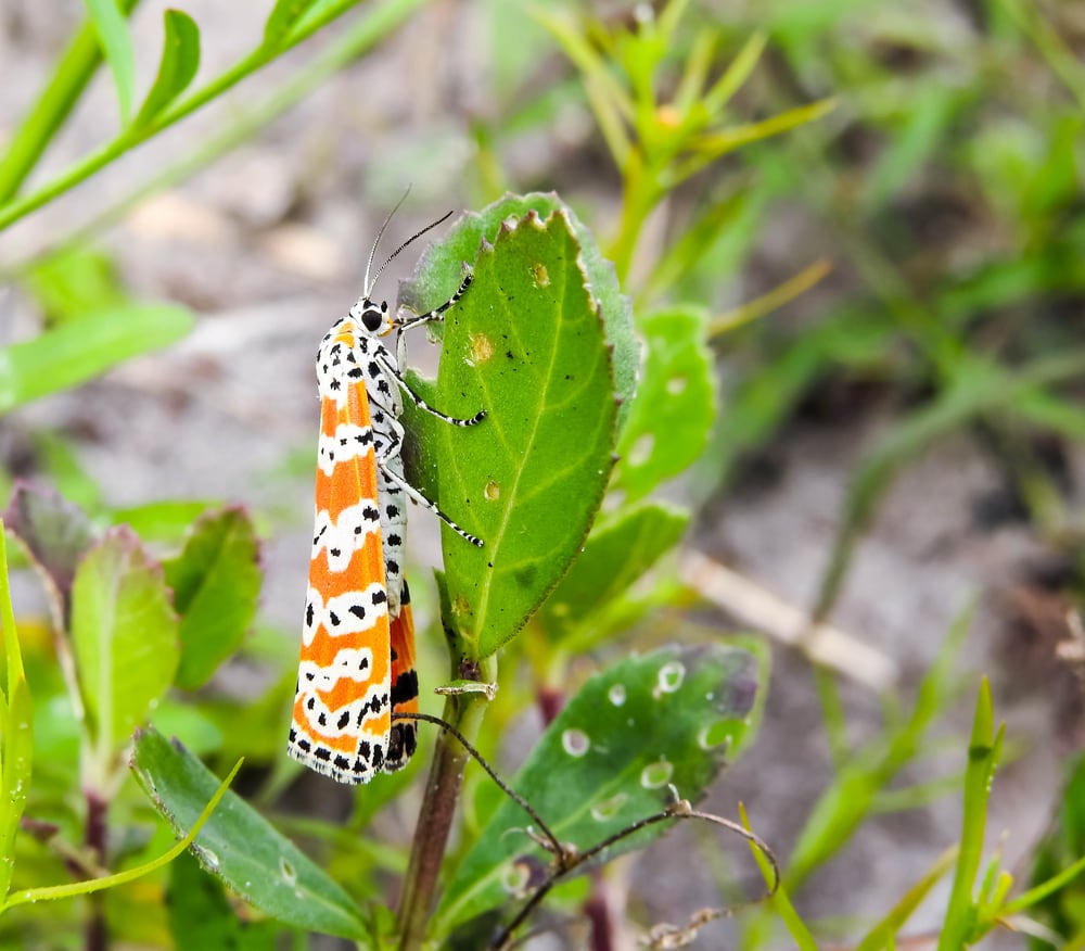 Bella Moth (Utetheisa ornatrix) hugging a leaf