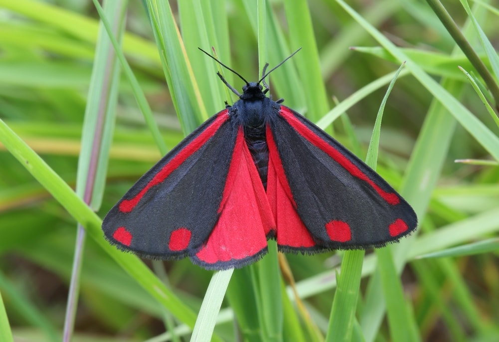 Cinnabar Moth (Tyria jacobaeae) hugging the grass