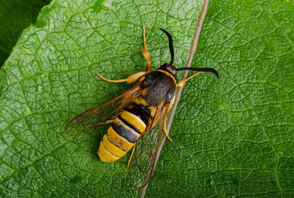 Lunar Hornet Moth (Sesia bembeciformis) laying on a leaf