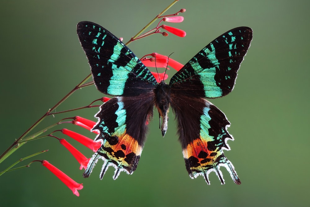Madagascan Sunset Moth (Chrysiridia rhipheus) sniffing a red flower