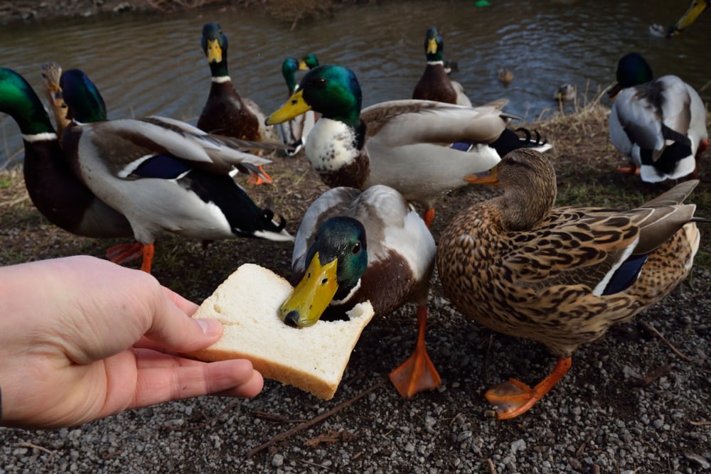Duck eating bread beside the river