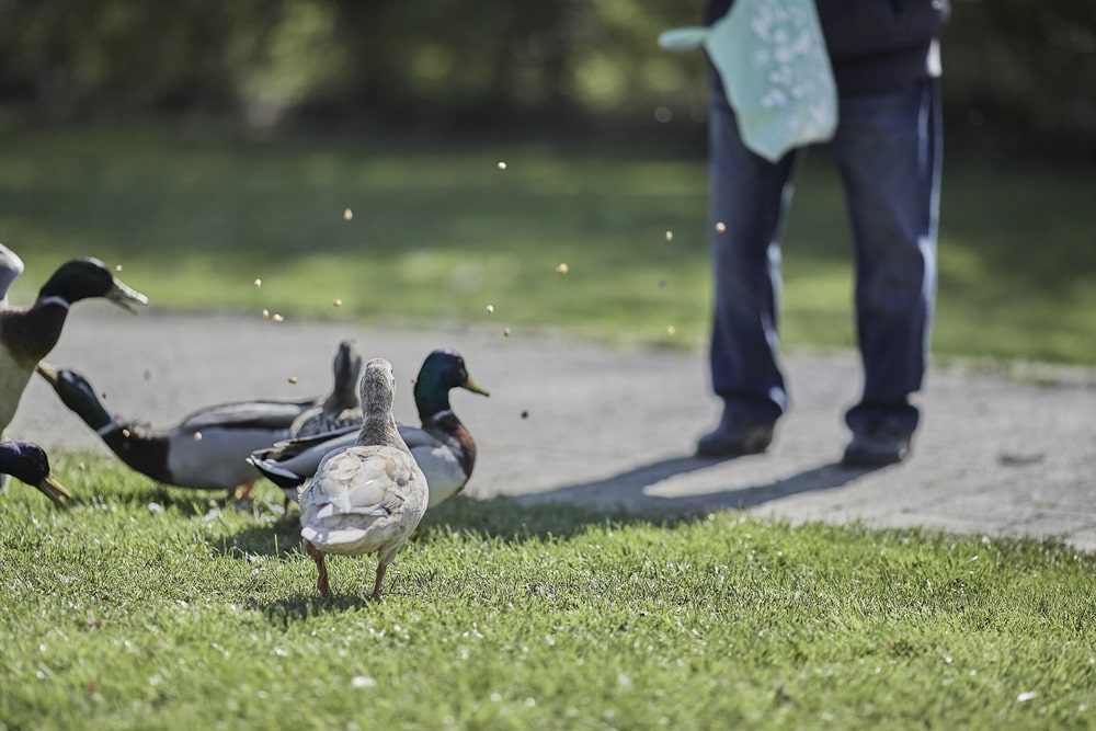 Old man throwing breads to duck 