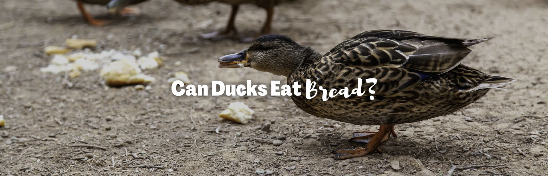 Can ducks eat bread featured image