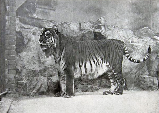 Extinct Caspian Tiger on black and white