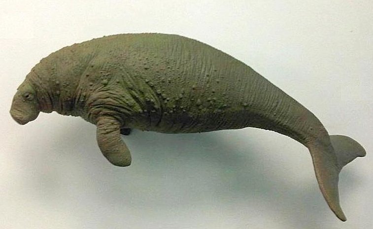 Extinct Steller’s Sea Cow on white background