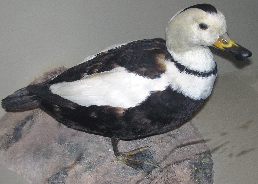 Extinct Labrador Duck standing on a stone