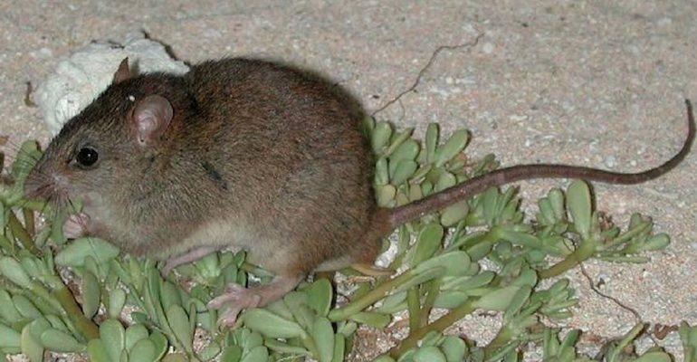 Extinct Bramble Cay Melomys eating grass