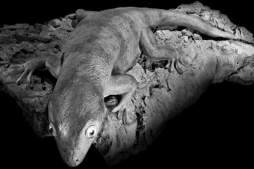 Close up photo of the extinct Delcourt’s Giant Gecko in black and white