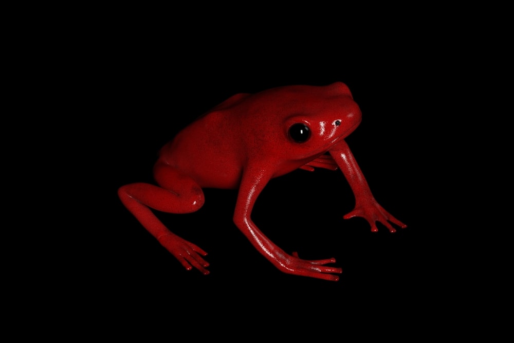 Extinct Splendid Poison Frog in black background