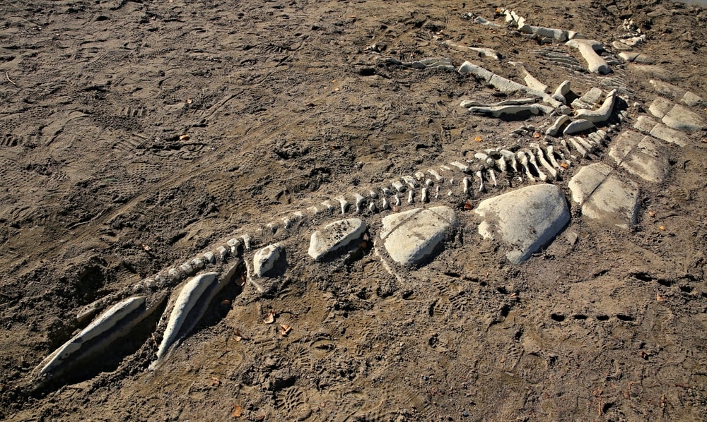 Skeleton of an extinct dinosaur
