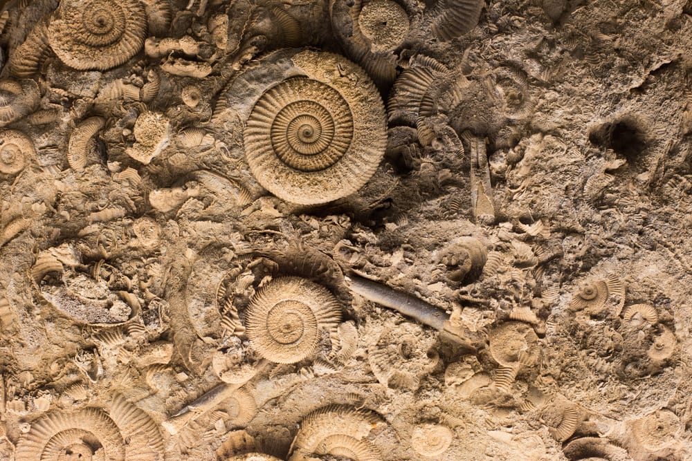 Fossils of the extinct animals in the soil