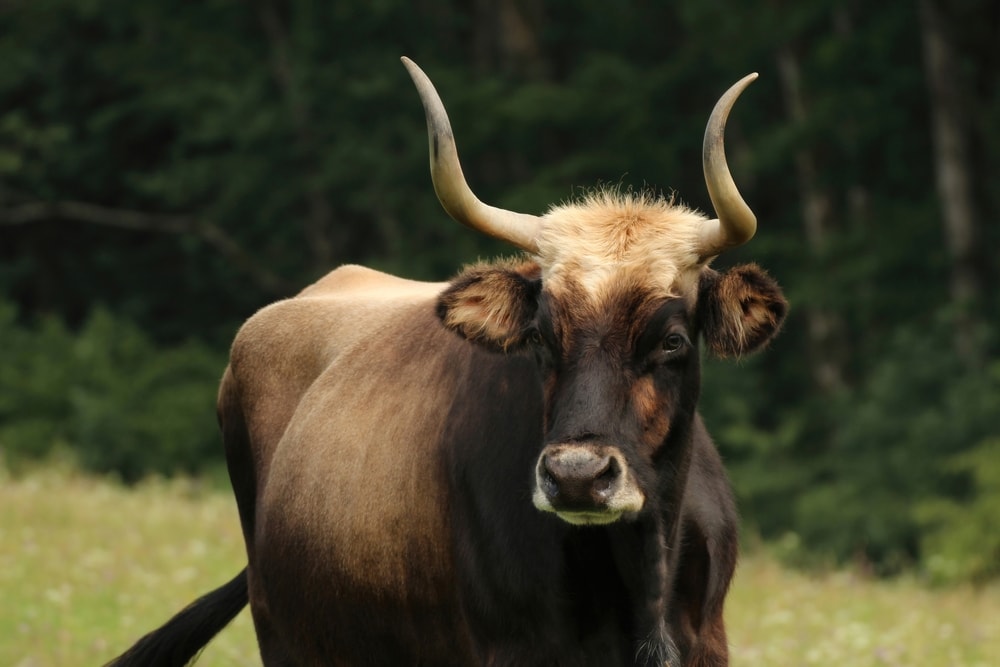 Extinct Auroch in the middle of the forest