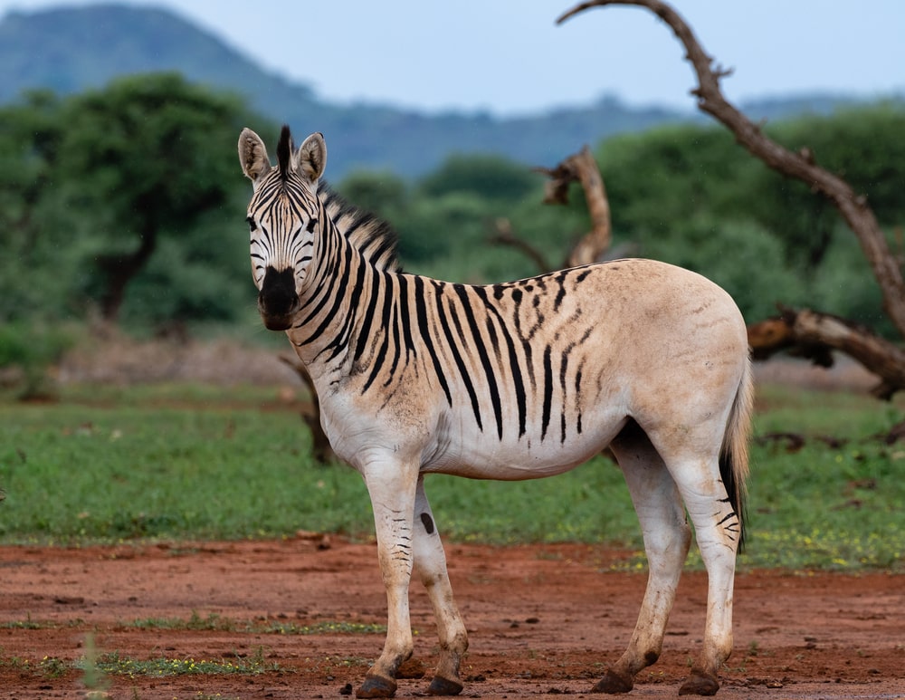 Extinct Quagga in the field