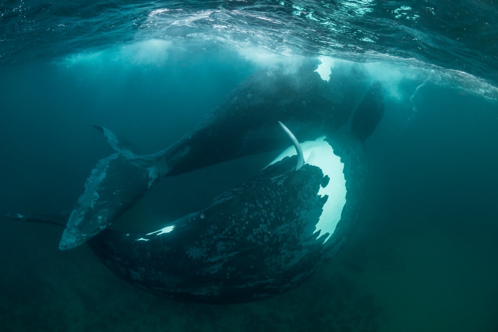 Two whales circling around the ocean