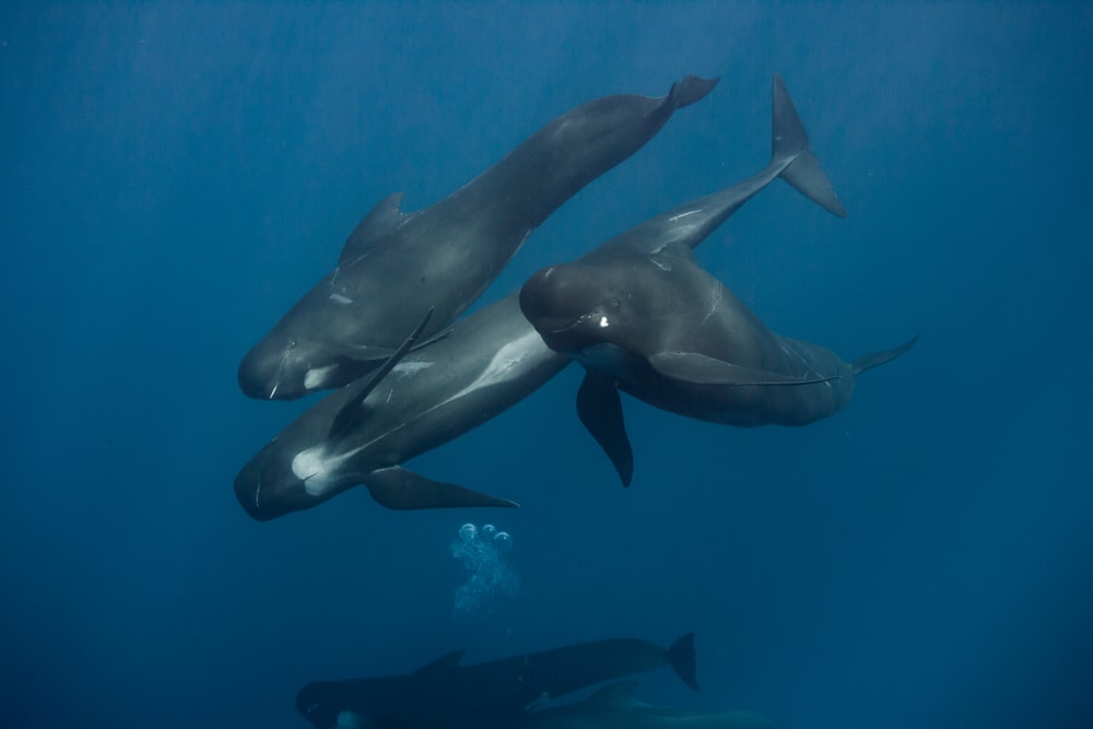 Whales swimming deep in the ocean