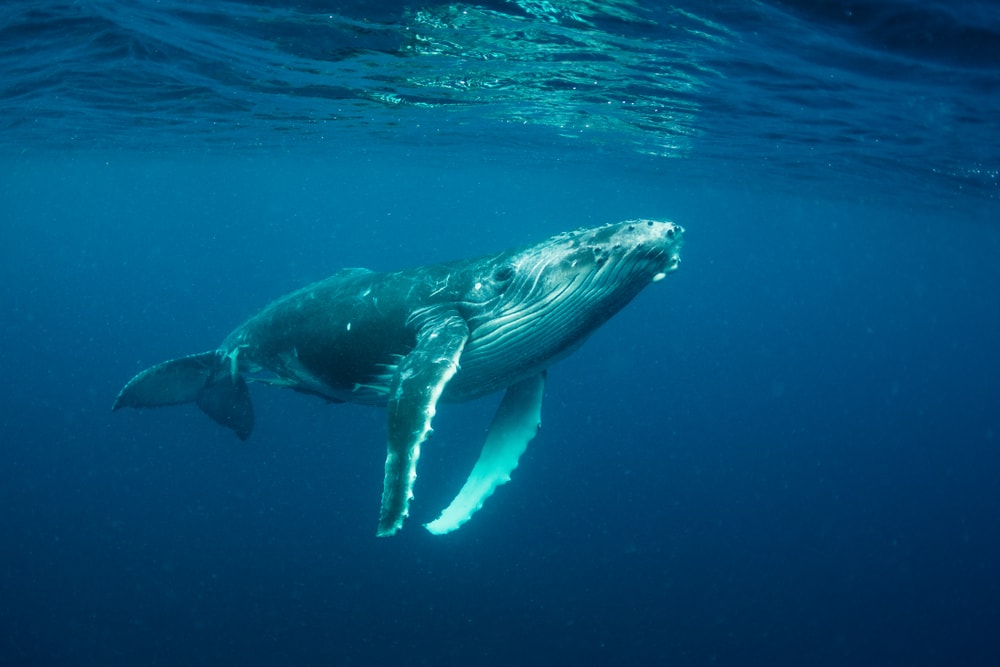 Whale going up to the surface of the ocean