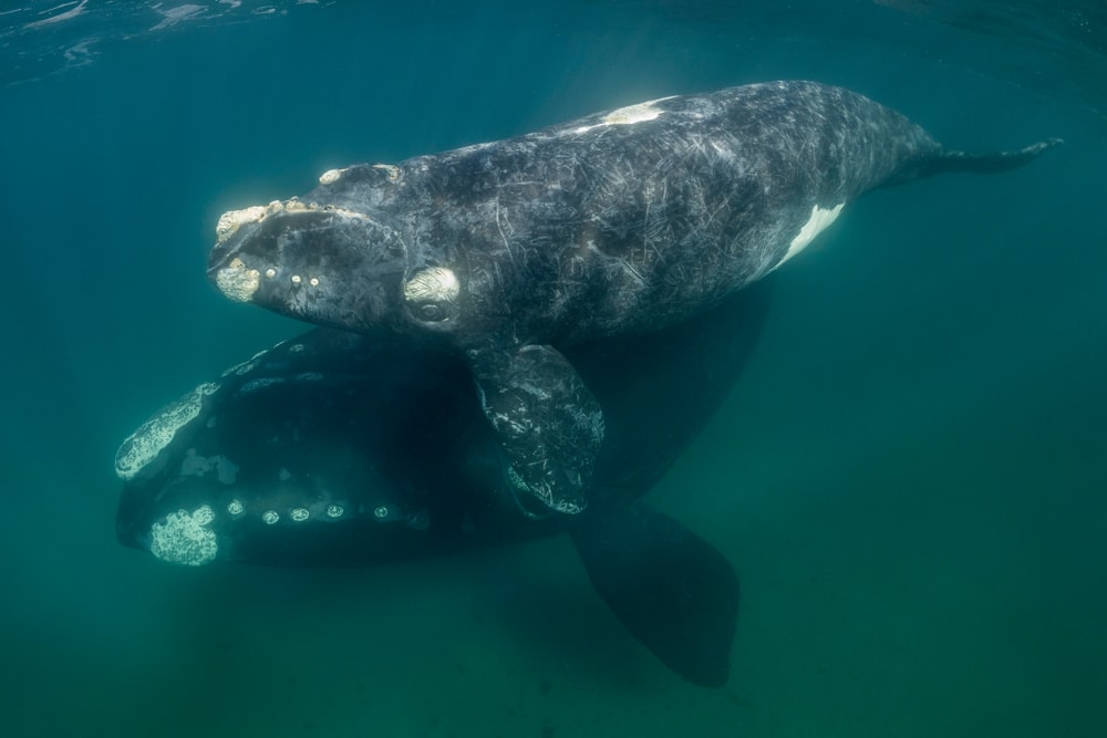 Whale mating under the ocean