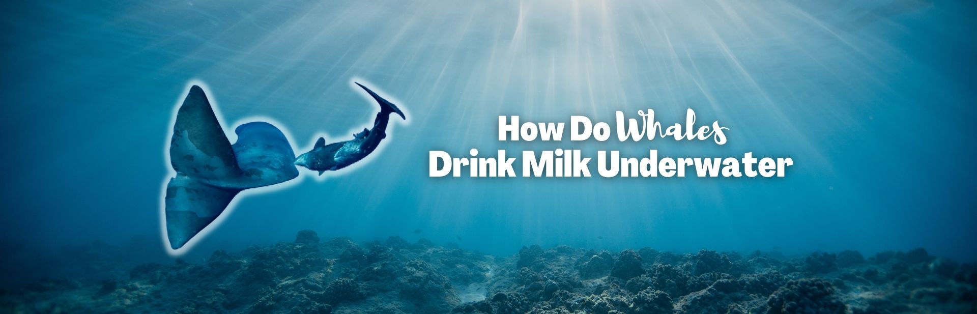How do whales drink milk underwater featured image