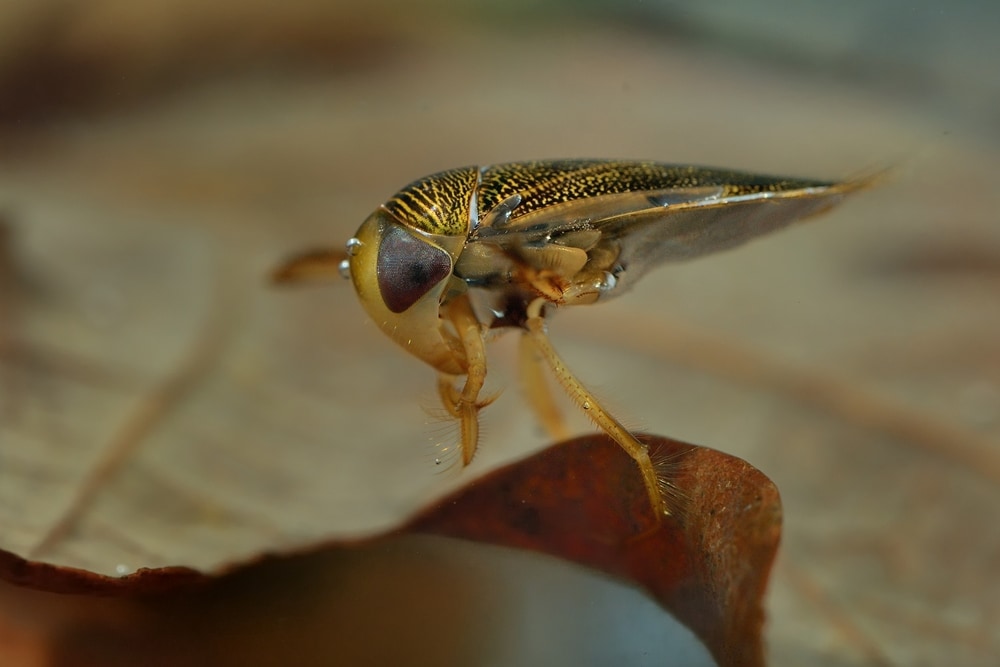 Image of lesser water boatman underwater