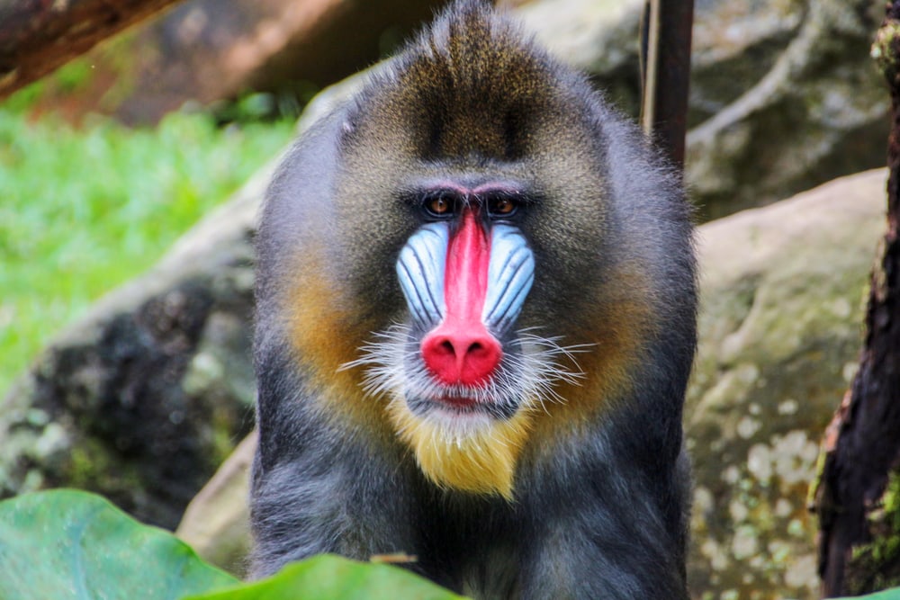 Mandrill looking at the camera