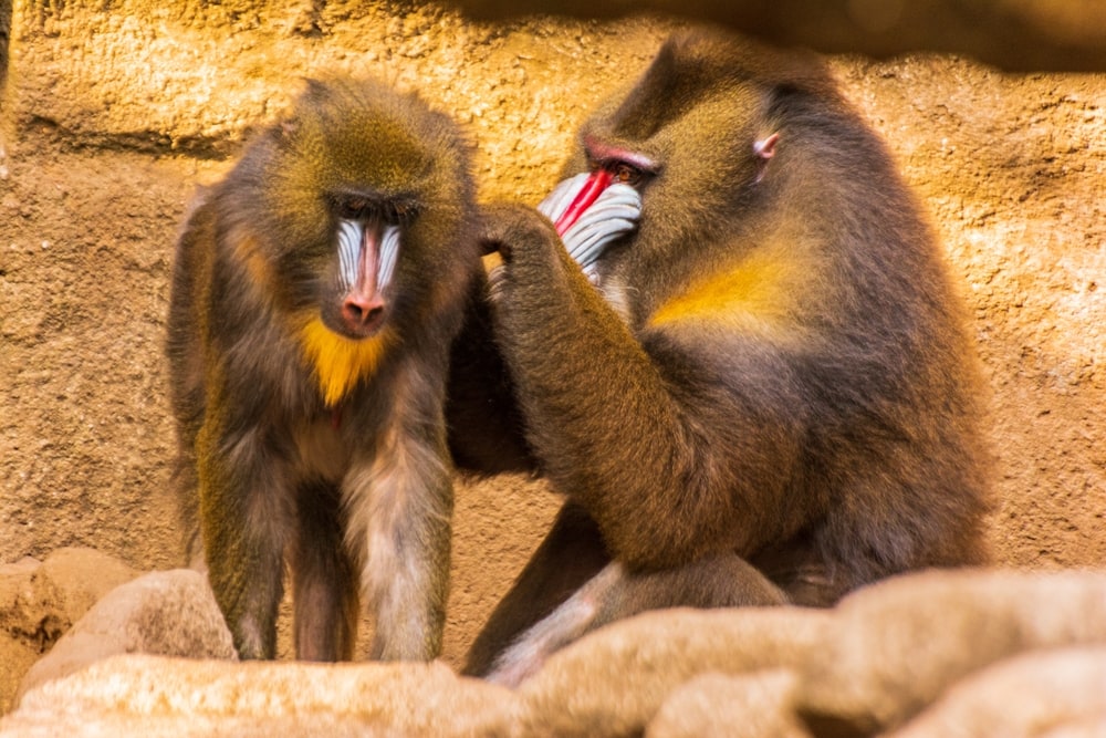 Two mandrills grooming each other