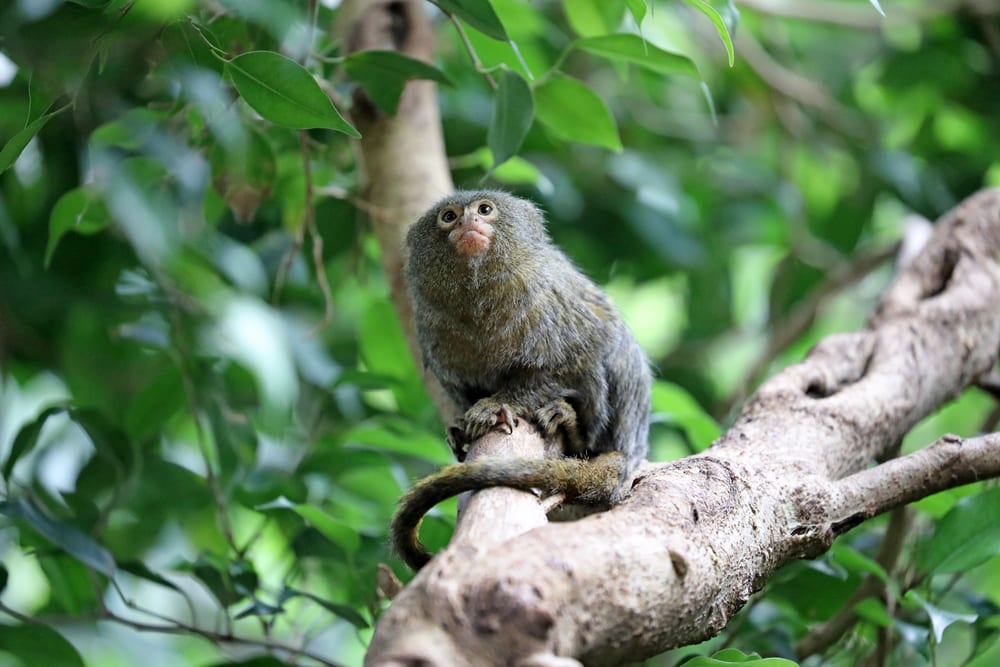 Pygmy marmoset in the middle of a tree