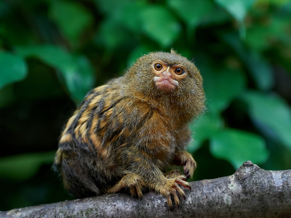 Pygmy marmoset looking up at the tree