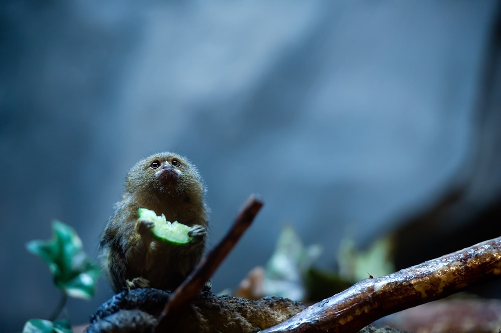 Pygmy marmoset looking up while holding a food