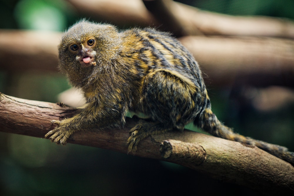 Pygmy marmoset showing its tongue to the camera