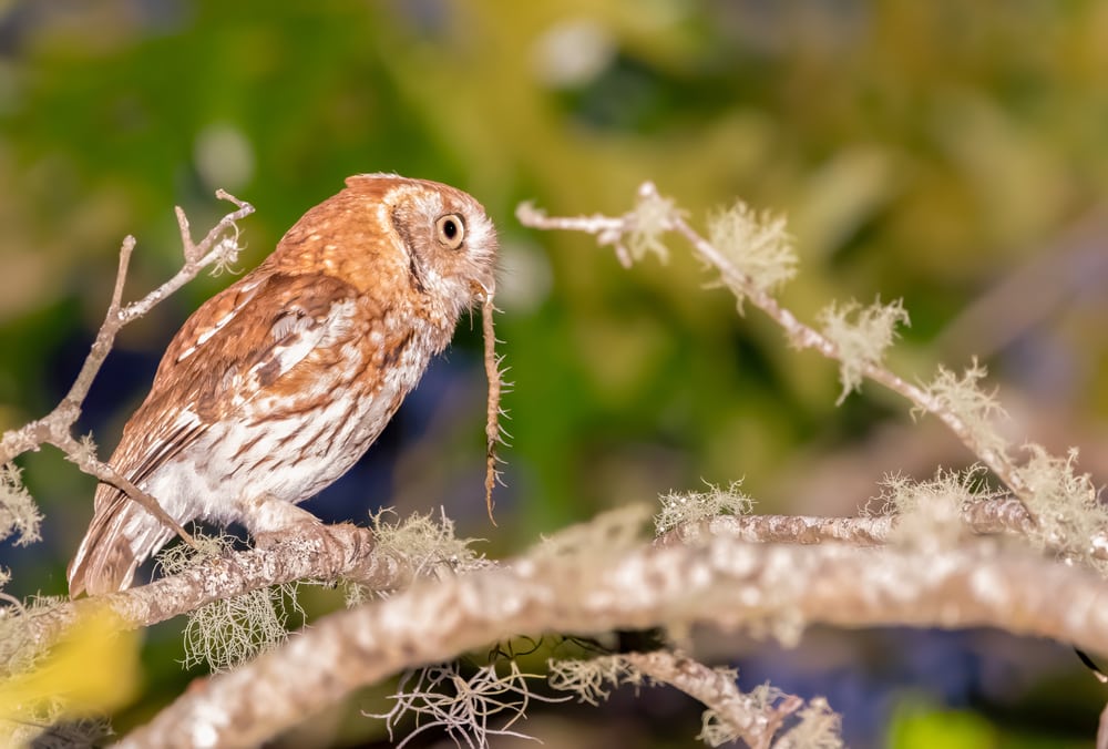 Owl eating a centipede