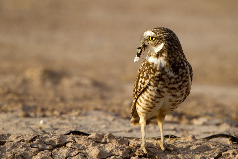Burrowing owl eating a bug