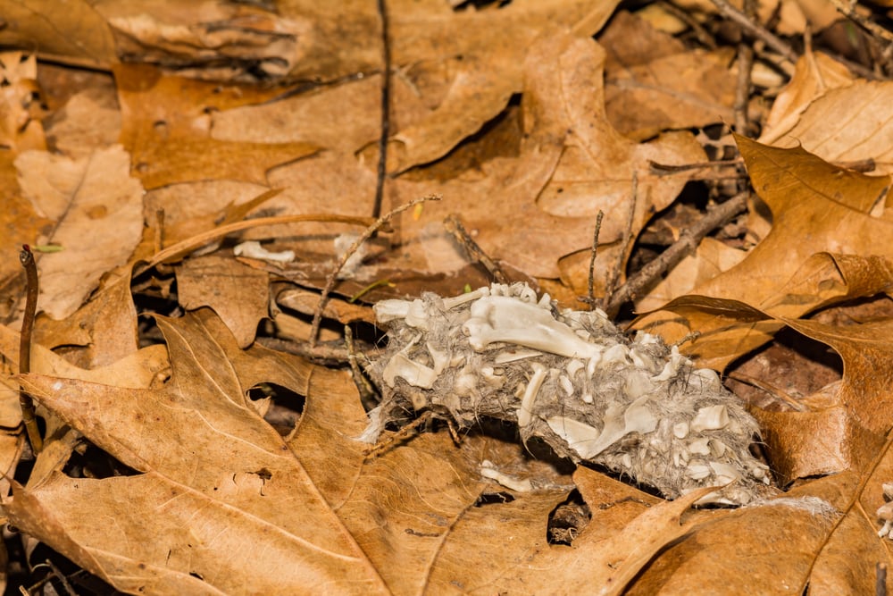 Pellet of an owl laying on a dry leaves