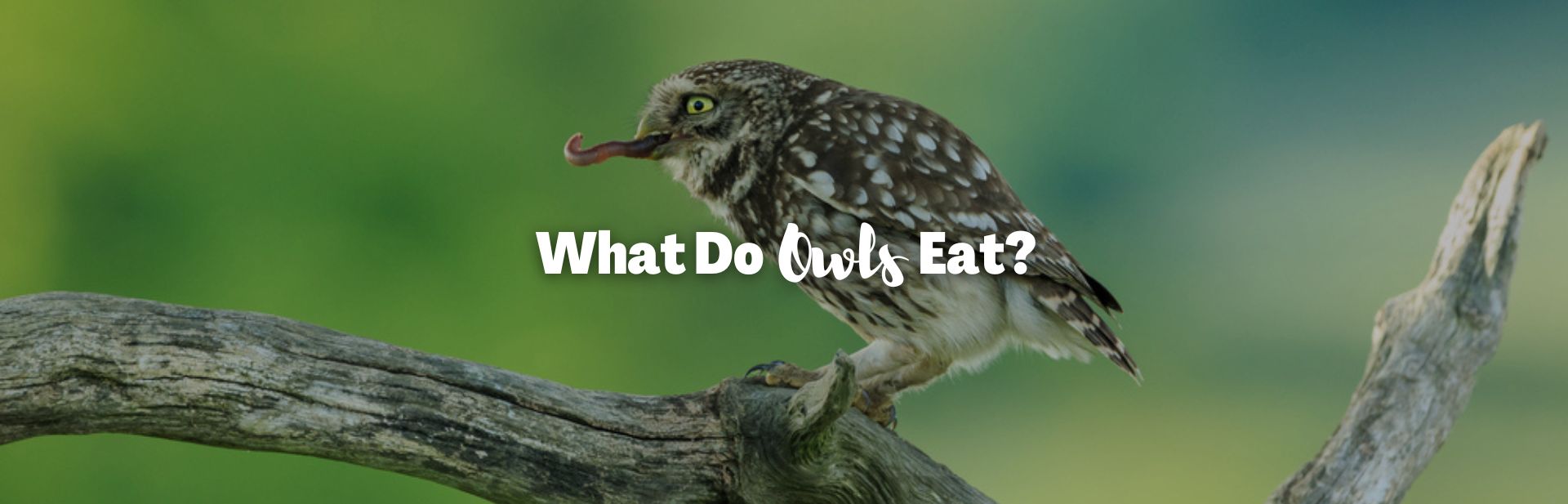 What do owls eat featured image