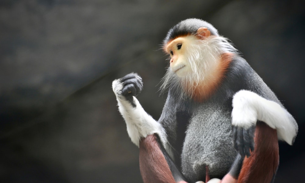 A red-shanked douc sitting