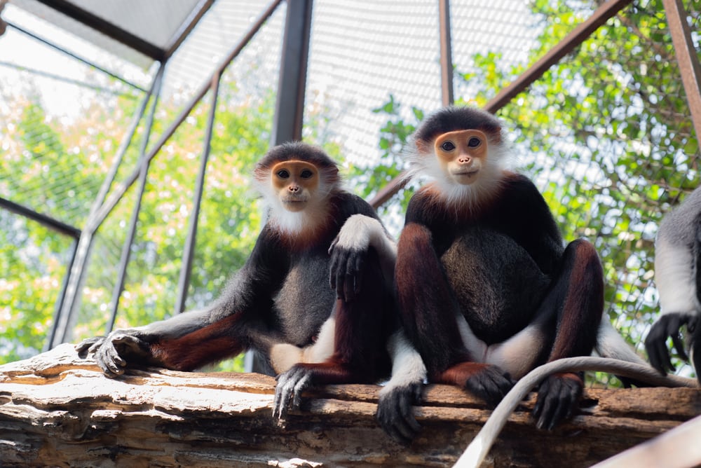 Two red-shanked douc sitting on a log in an enclosure