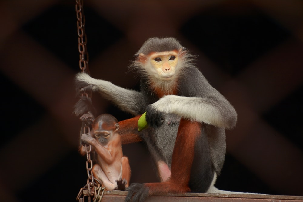 A mother red-shanked douc with her baby on a swing