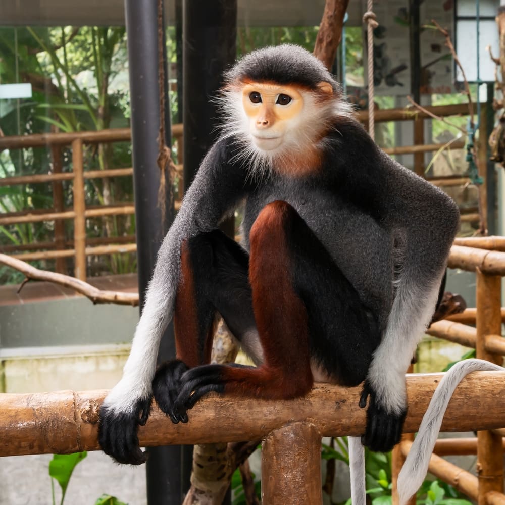 A red-shanked douc sitting on a log in a conservatory