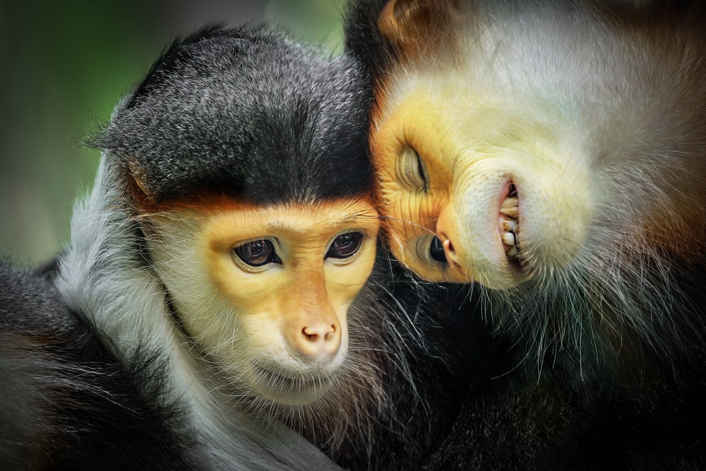 A pair of red-shanked douc shaking their heads with each other