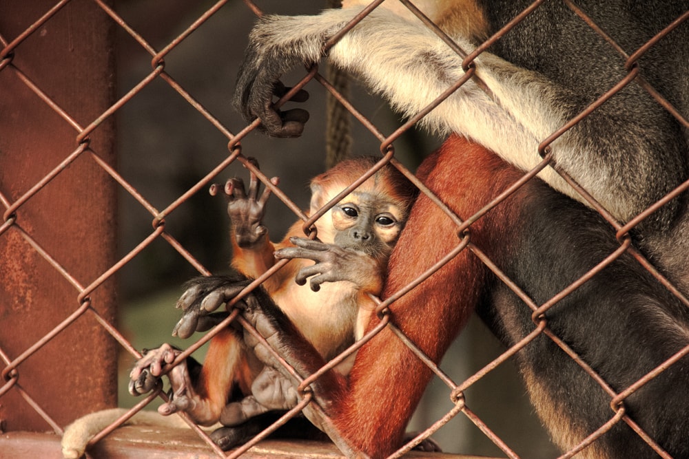 A baby red-shanked douc in  a cage