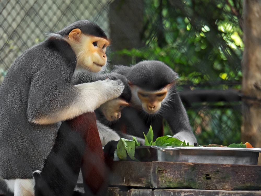 Family of red-shanked douc in a conservatory