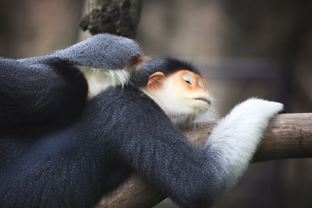 pair of red-shanked douc cuddling