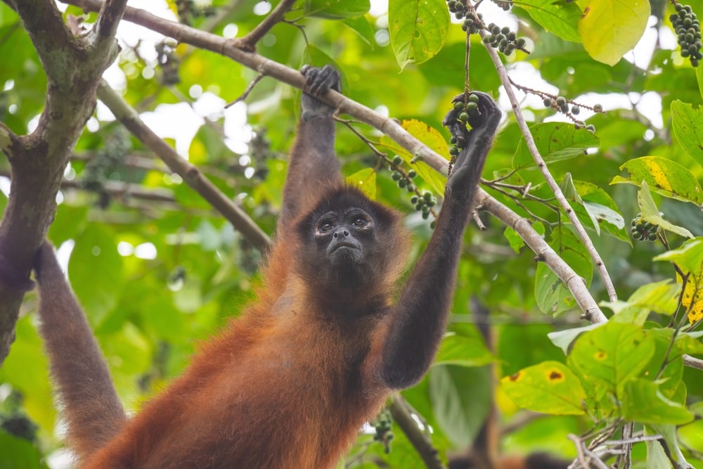 central american spider monkey getting the grapes from a tree