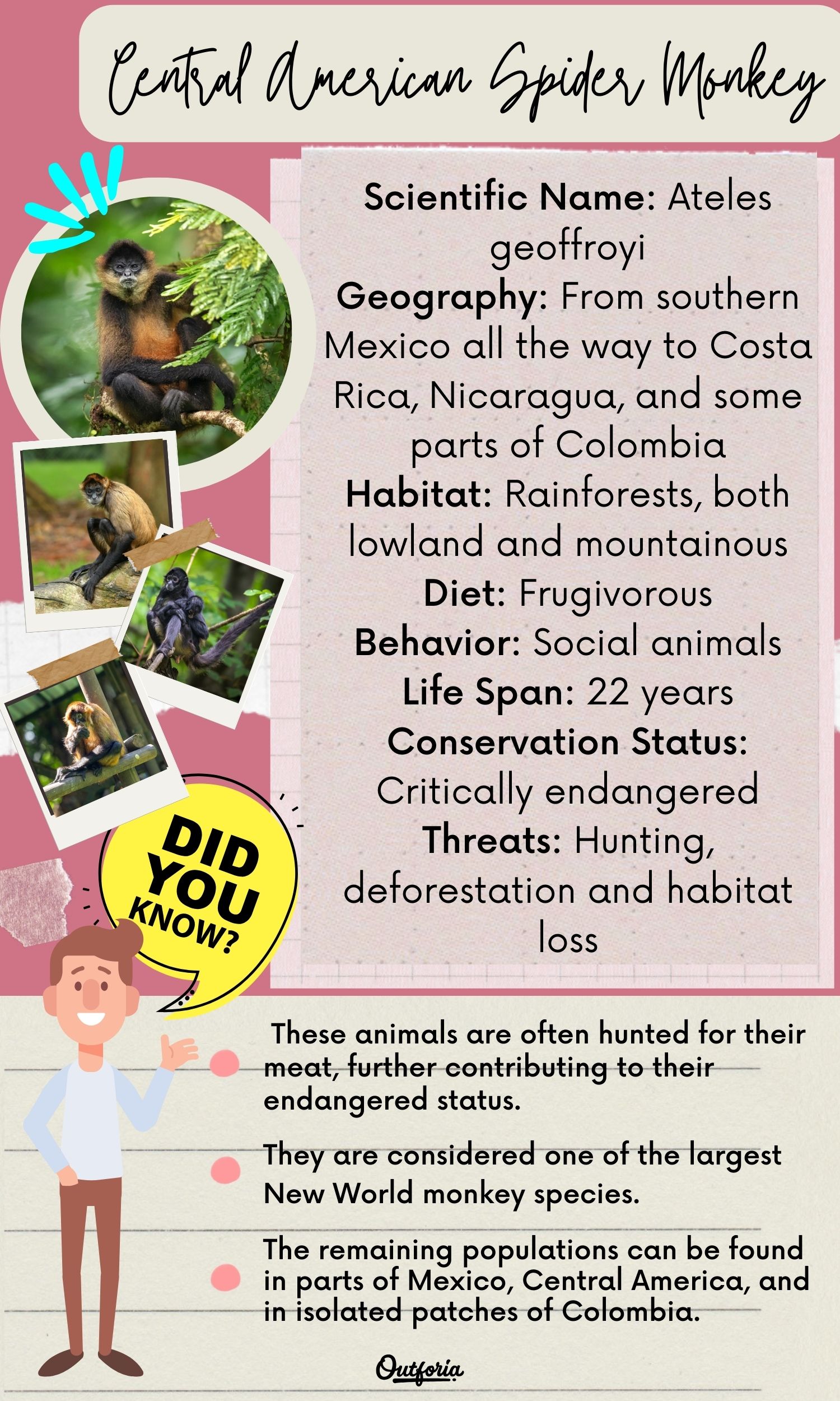 Chart of the Central American Spider Monkey with facts and images