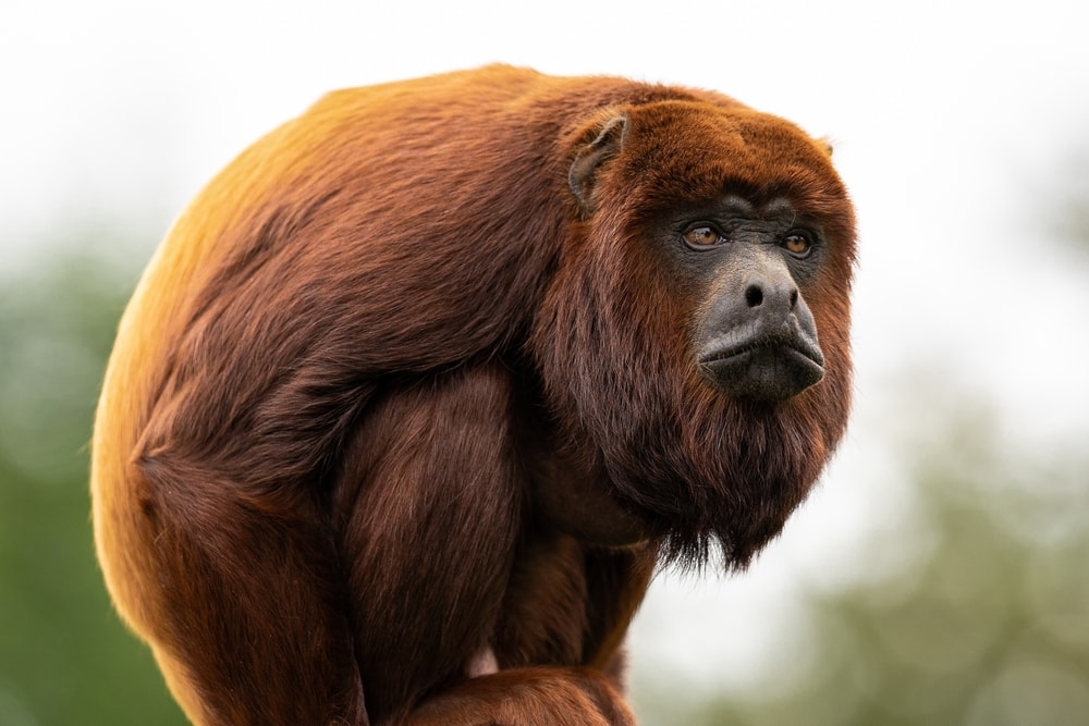 colombian red howler standing closely on the camera