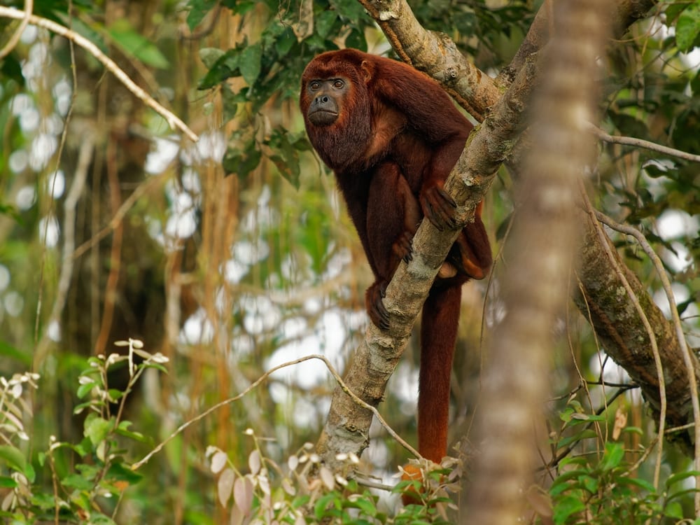 colombian red howler sitting in the middle of a tree