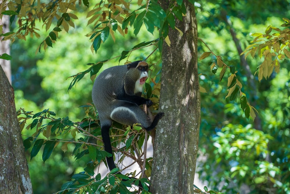 de brazza's monkey climbing up a tree
