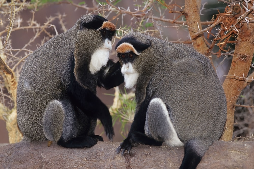 de brazza's monkey standing on a stone