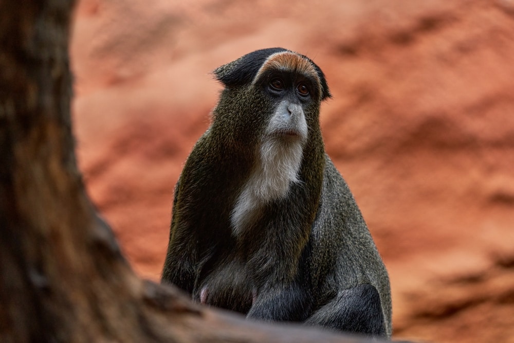de brazza's monkey looking sadly on its left