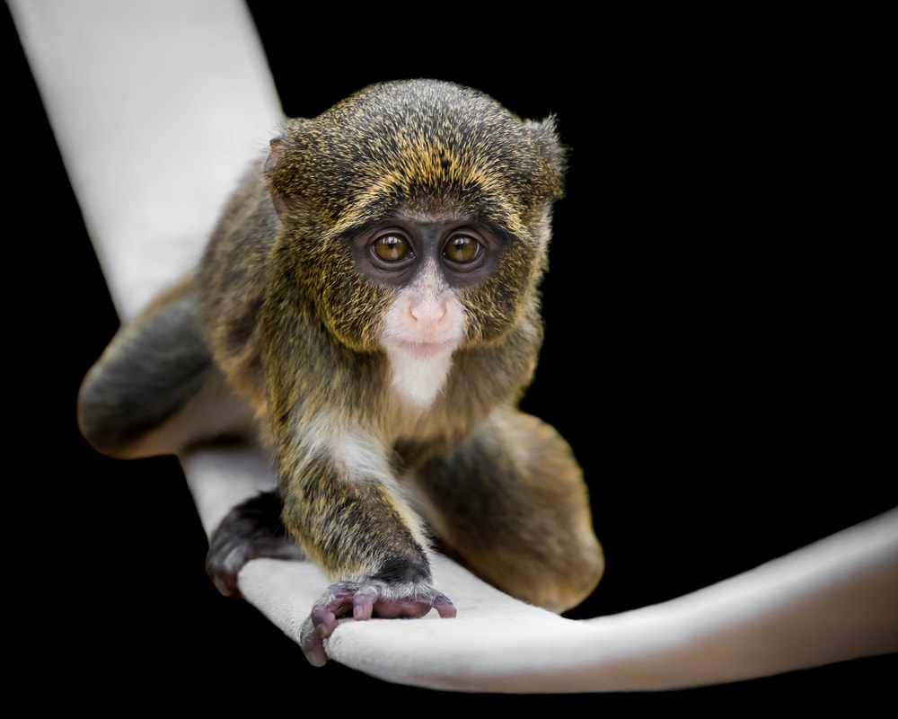 Baby de brazza's monkey crawling on clothing on black background