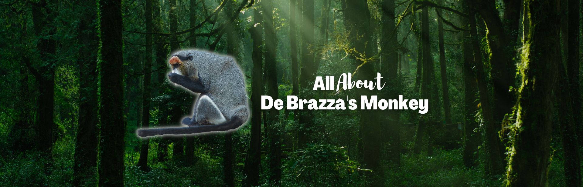 De Brazza's Monkey featured image